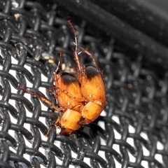 Phyllotocus macleayi (Nectar scarab) at Higgins, ACT - 22 Nov 2024 by AlisonMilton