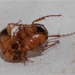 Phyllotocus macleayi at Higgins, ACT - 22 Nov 2024