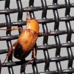 Phyllotocus macleayi at Higgins, ACT - 22 Nov 2024