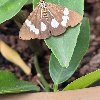 Nyctemera amicus (Senecio Moth, Magpie Moth, Cineraria Moth) at Giralang, ACT - 22 Nov 2024 by JaneCarter