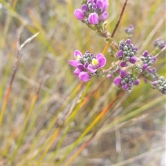 Unidentified Other Shrub at Southwest, TAS - 16 Nov 2024 by Detritivore