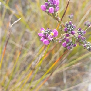 Unidentified Other Shrub at Southwest, TAS by Detritivore