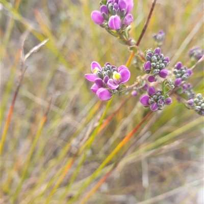 Unidentified Other Shrub at Southwest, TAS - 16 Nov 2024 by Detritivore