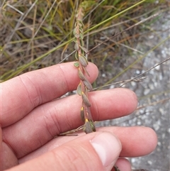 Comesperma retusum at Southwest, TAS - 16 Nov 2024 06:05 PM