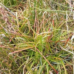 Dracophyllum milliganii at Southwest, TAS - 19 Nov 2024 by Detritivore