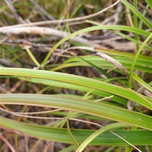 Dracophyllum milliganii at Southwest, TAS - 19 Nov 2024 05:19 PM