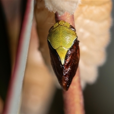 Chaetophyes compacta (Tube spittlebug) at Bruce, ACT - 22 Nov 2024 by AlisonMilton