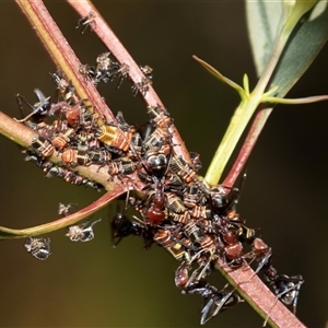 Eurymeloides pulchra (Gumtree hopper) at Bruce, ACT by AlisonMilton