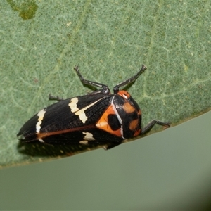 Eurymeloides pulchra (Gumtree hopper) at Bruce, ACT by AlisonMilton