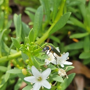 Chauliognathus lugubris at Hawker, ACT - 22 Nov 2024