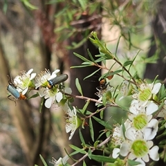 Chauliognathus lugubris at Hawker, ACT - 22 Nov 2024