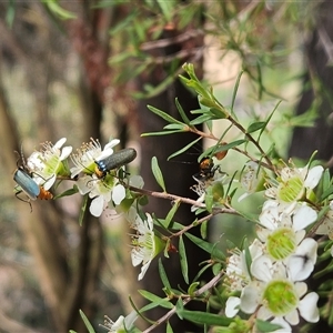 Chauliognathus lugubris at Hawker, ACT - suppressed