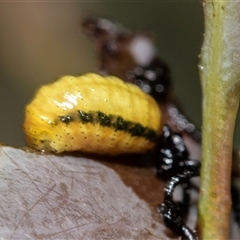 Gonipterini sp. (tribe) (A weevil) at Bruce, ACT - 21 Nov 2024 by AlisonMilton