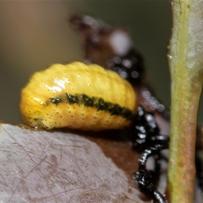 Gonipterini sp. (tribe) (A weevil) at Bruce, ACT - 22 Nov 2024 by AlisonMilton