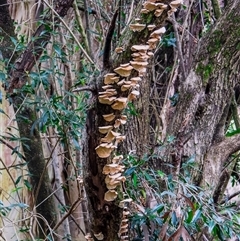 Laetiporus sulphureus at Orangeville, NSW - 22 Nov 2024 by belleandjason3113