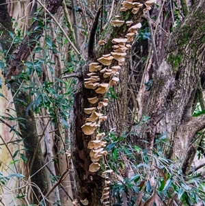 Laetiporus sulphureus at Orangeville, NSW by belleandjason3113