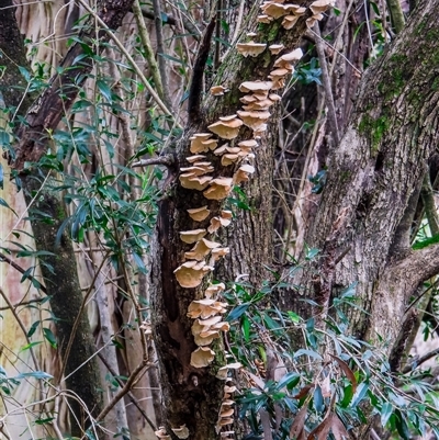 Laetiporus sulphureus at Orangeville, NSW - 22 Nov 2024 by belleandjason3113