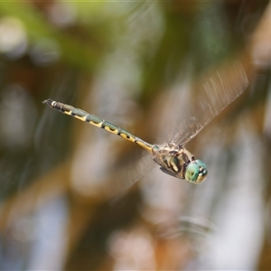 Hemicordulia australiae (Australian Emerald) at Chisholm, ACT by RomanSoroka