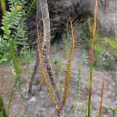 Drosera binata (Forked Sundew) at Southwest, TAS - 16 Nov 2024 by Detritivore