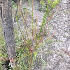 Drosera binata at Southwest, TAS - 16 Nov 2024 04:07 PM