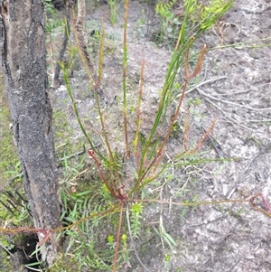 Drosera binata at Southwest, TAS - 16 Nov 2024 04:07 PM