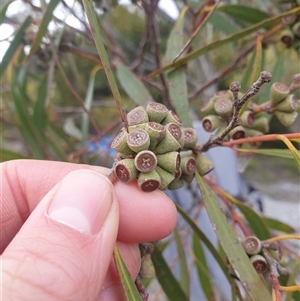 Eucalyptus nitida at Southwest, TAS by Detritivore