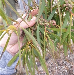 Eucalyptus nitida at Southwest, TAS - 18 Nov 2024 06:05 PM