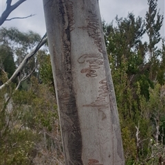 Eucalyptus nitida at Southwest, TAS - 18 Nov 2024 06:05 PM