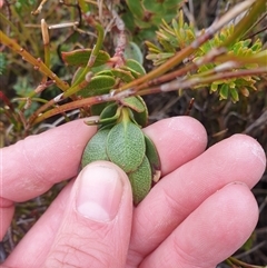 Eucalyptus vernicosa at Southwest, TAS - 19 Nov 2024 05:02 PM