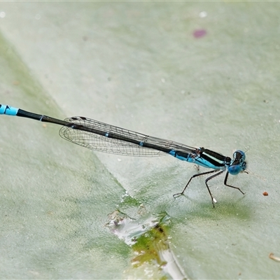 Austroagrion watsoni (Eastern Billabongfly) at Chisholm, ACT - 22 Nov 2024 by RomanSoroka