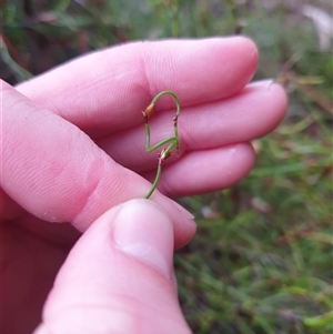 Empodisma minus at Southwest, TAS - 17 Nov 2024 09:41 AM