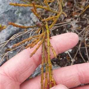 Exocarpos humifusus at Southwest, TAS by Detritivore