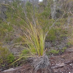 Gahnia grandis at Southwest, TAS - 18 Nov 2024 by Detritivore