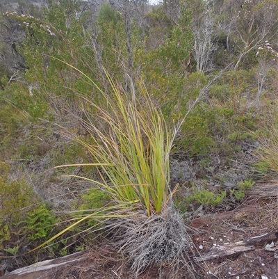 Gahnia grandis at Southwest, TAS - 18 Nov 2024 by Detritivore