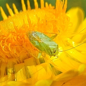 Taylorilygus apicalis at Hawker, ACT - suppressed