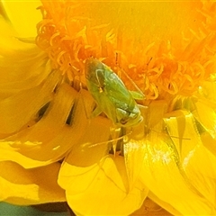 Taylorilygus apicalis at Hawker, ACT - 22 Nov 2024