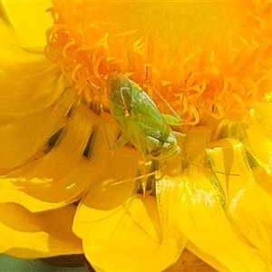 Taylorilygus apicalis at Hawker, ACT - suppressed