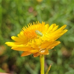 Taylorilygus apicalis at Hawker, ACT - suppressed