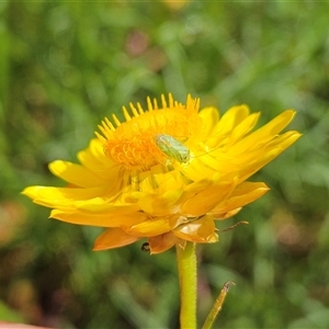 Taylorilygus apicalis at Hawker, ACT - suppressed