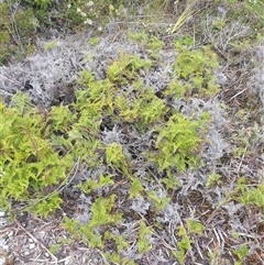 Gleichenia microphylla at Southwest, TAS - 18 Nov 2024 by Detritivore