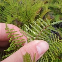 Gleichenia microphylla at Southwest, TAS - suppressed