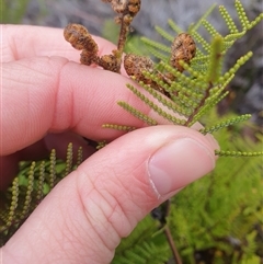 Gleichenia microphylla at Southwest, TAS - suppressed