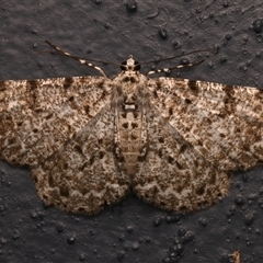 Thallogama corticola (Chequered Bark Moth) at Bulli, NSW - 21 Nov 2024 by jb2602