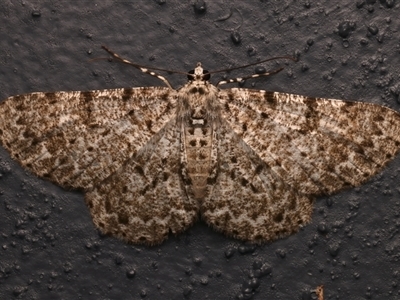 Thallogama corticola (Chequered Bark Moth) at Bulli, NSW - 21 Nov 2024 by jb2602