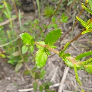Gonocarpus montanus at Southwest, TAS - 16 Nov 2024 04:11 PM