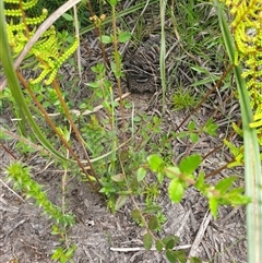 Gonocarpus montanus at Southwest, TAS - 16 Nov 2024 04:11 PM