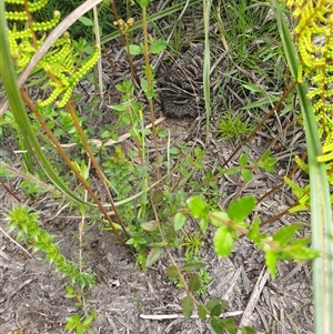Gonocarpus montanus at Southwest, TAS - 16 Nov 2024 04:11 PM