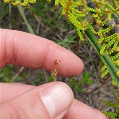 Gonocarpus montanus at Southwest, TAS - 16 Nov 2024 04:11 PM