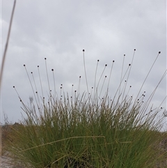 Gymnoschoenus sphaerocephalus (Button Grass) at Southwest, TAS - 17 Nov 2024 by Detritivore