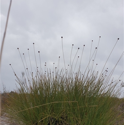 Gymnoschoenus sphaerocephalus (Button Grass) at Southwest, TAS - 17 Nov 2024 by Detritivore
